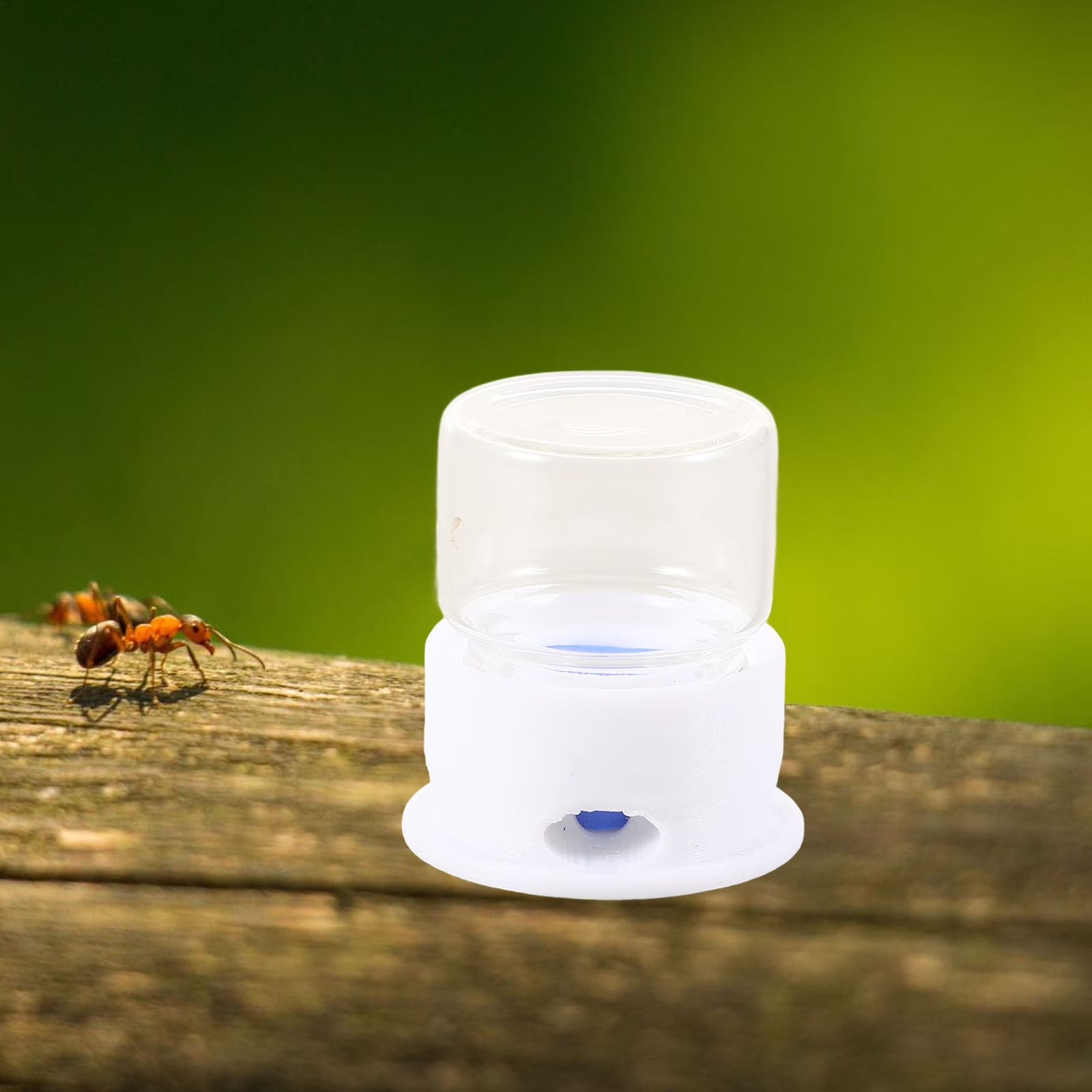 2Pcs Ant Feeding Station